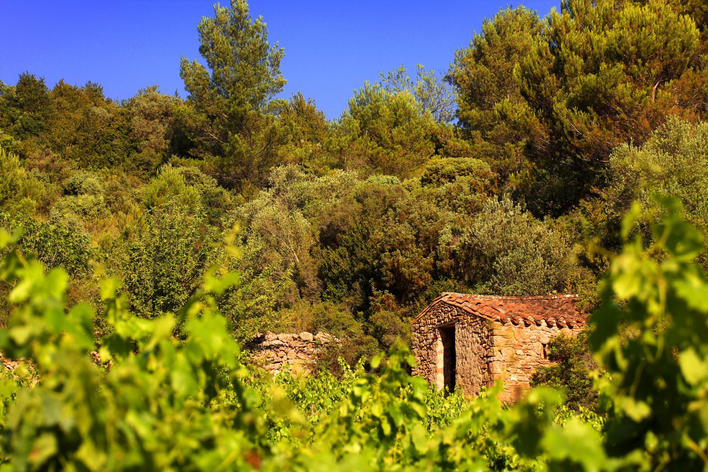 Conilhac corbieres, vigne, pins et cabane