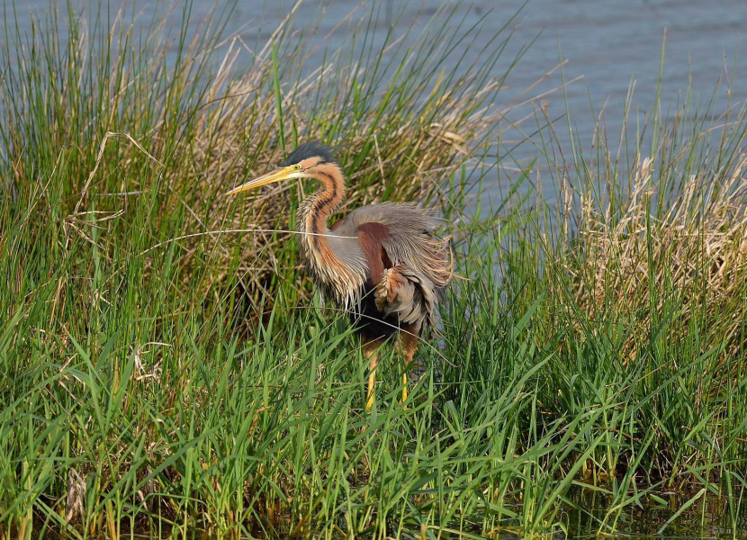 Héron pourpré, faune sauvage dans l'Aude ©Pixabay